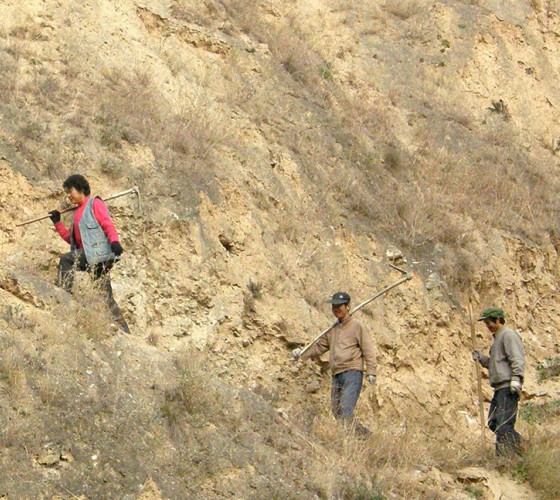 雖沒(méi)有十里桃林，漫山遍野的灼灼芳華。但我們有萬(wàn)畝國(guó)家級(jí)標(biāo)準(zhǔn)化油橄欖種植示范基地，漫山遍野，香氣撲鼻。畝是中國(guó)市制土地面積單位，一畝等于六十平..