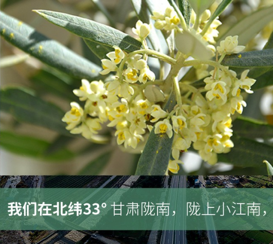 武都的氣候、土壤等與地中海沿岸極其相似，同處于世界頂級(jí)油橄欖黃金生產(chǎn)帶（32°58--33°36）年平均氣溫為14.7°，年日照時(shí)數(shù)1911..